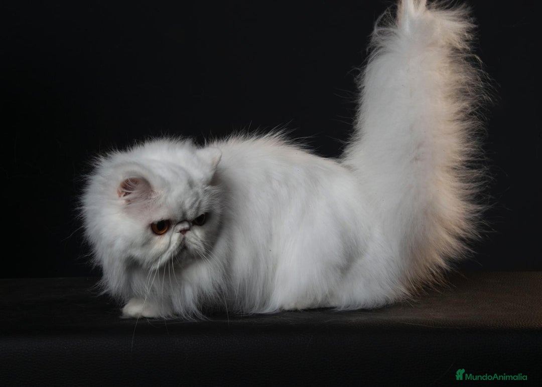 Persa gatos en venta: Persas blancos - Imagen 3