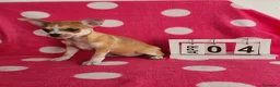 Chihuahua perros en venta: Chihuahua mini  - Anuncio 6