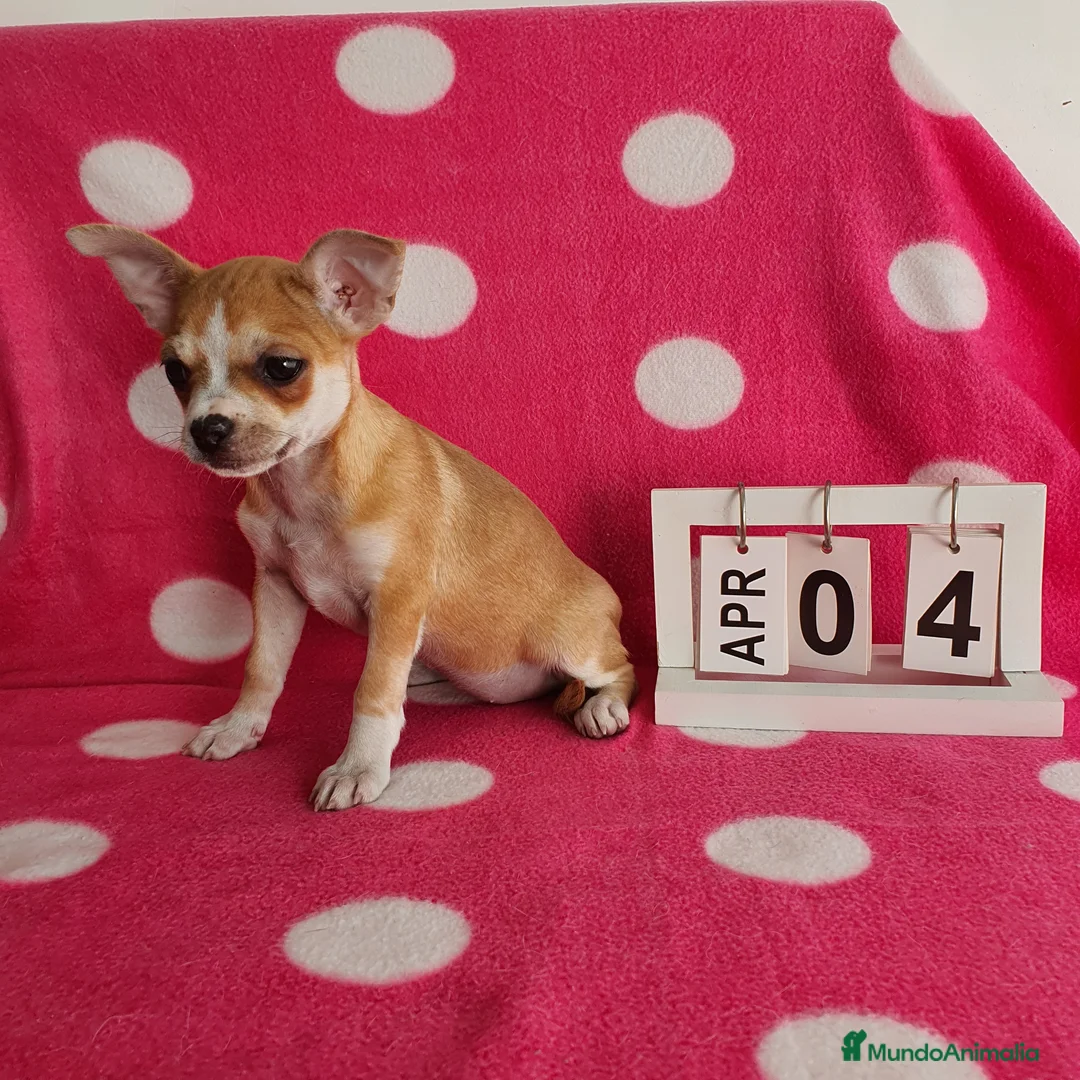 Chihuahua perros en venta: Chihuahua mini  - Anuncio 6