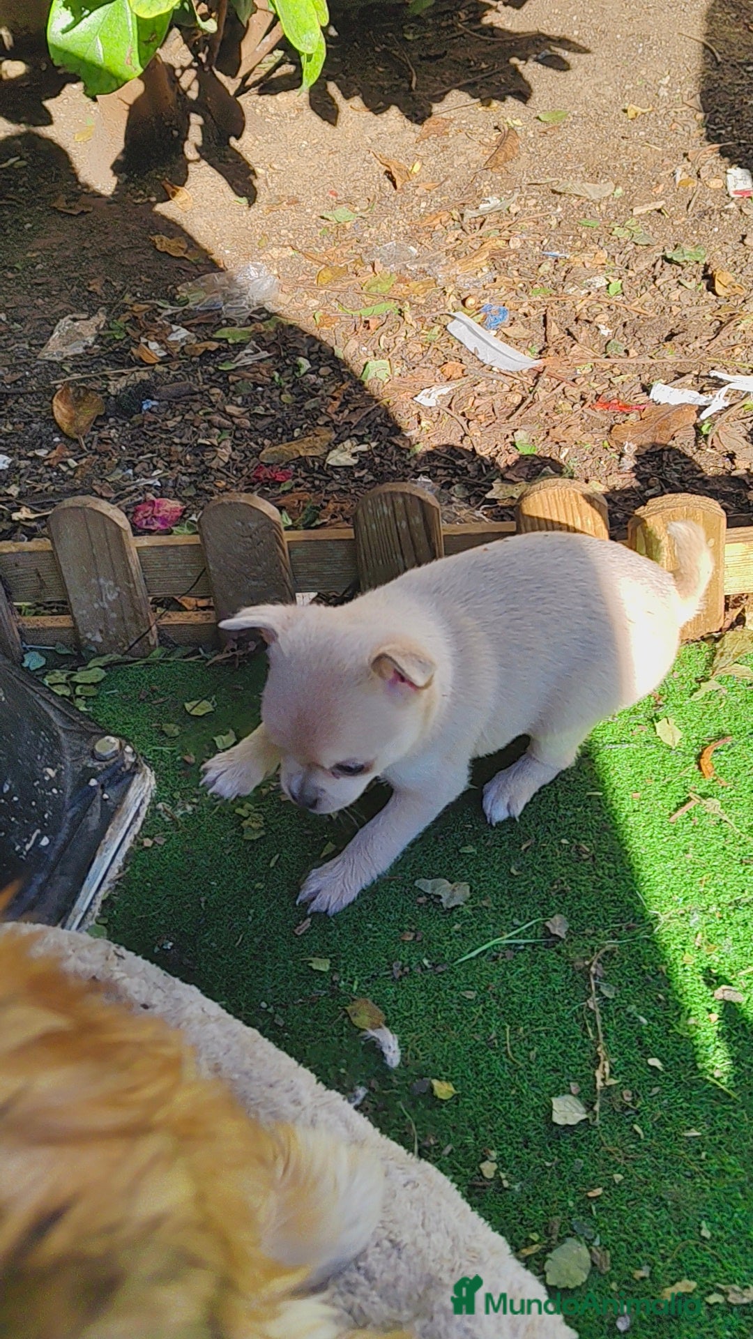 Chihuahua perros en venta: Chihuahua crema hembra  - Anuncio 3