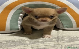 Chihuahua perros en venta: Exclusivos chihuahuas rusos - Imagen 19