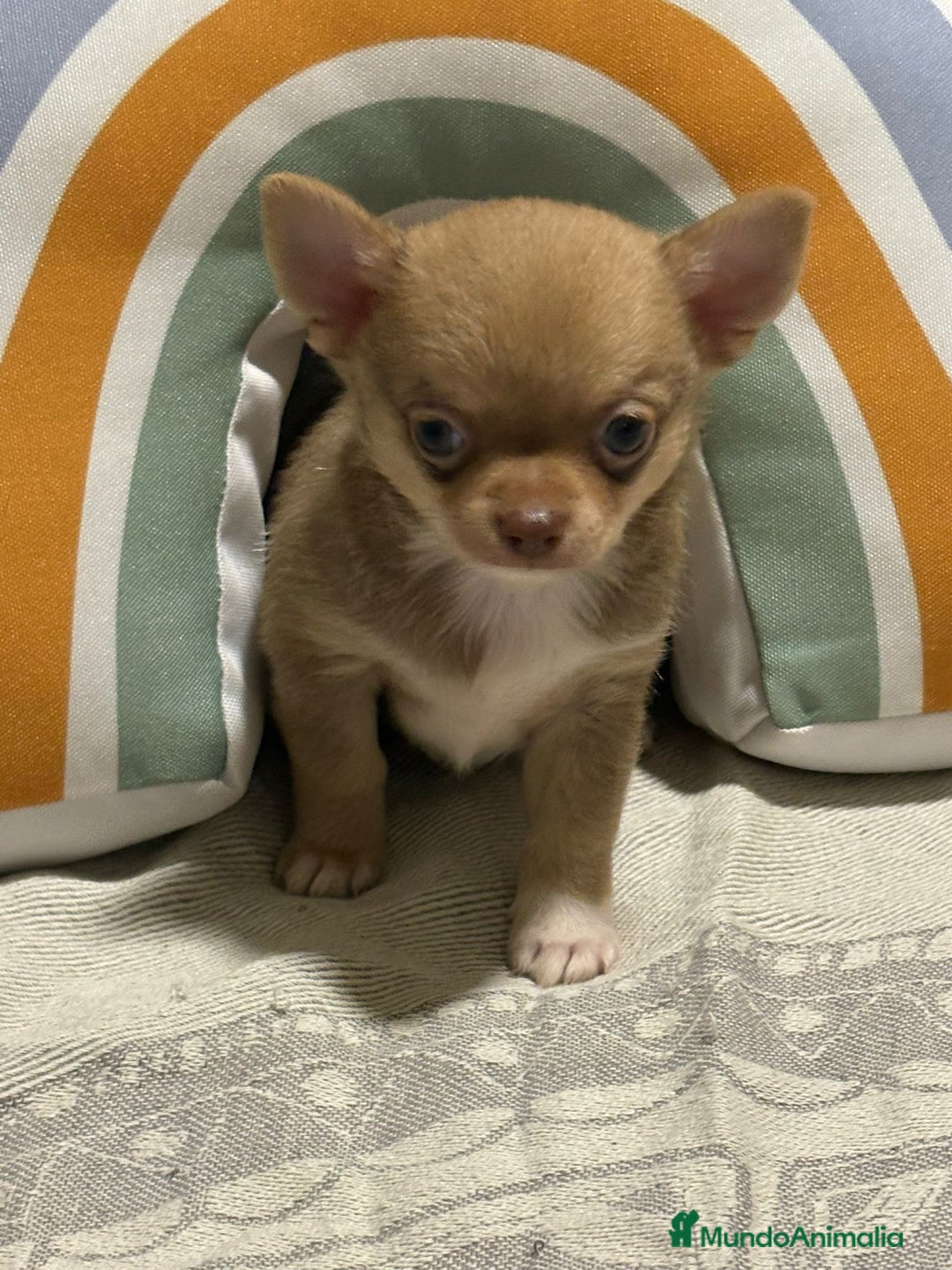 Chihuahua perros en venta: Exclusivos chihuahuas rusos - Imagen 19