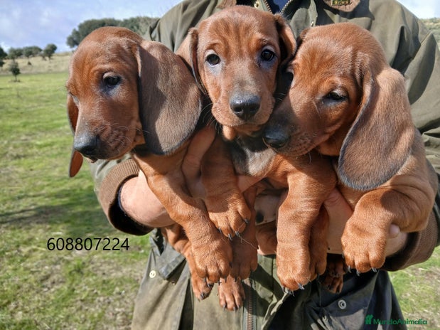Teckel perros Teckel cachorros pelo corto - Anuncio 1