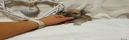 Chihuahua perros en venta: Chihuahua  - Anuncio 6