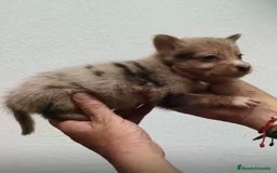 Border Collie perros en venta: BORDER COLLIE NUEVA CAMADA  - Imagen 11