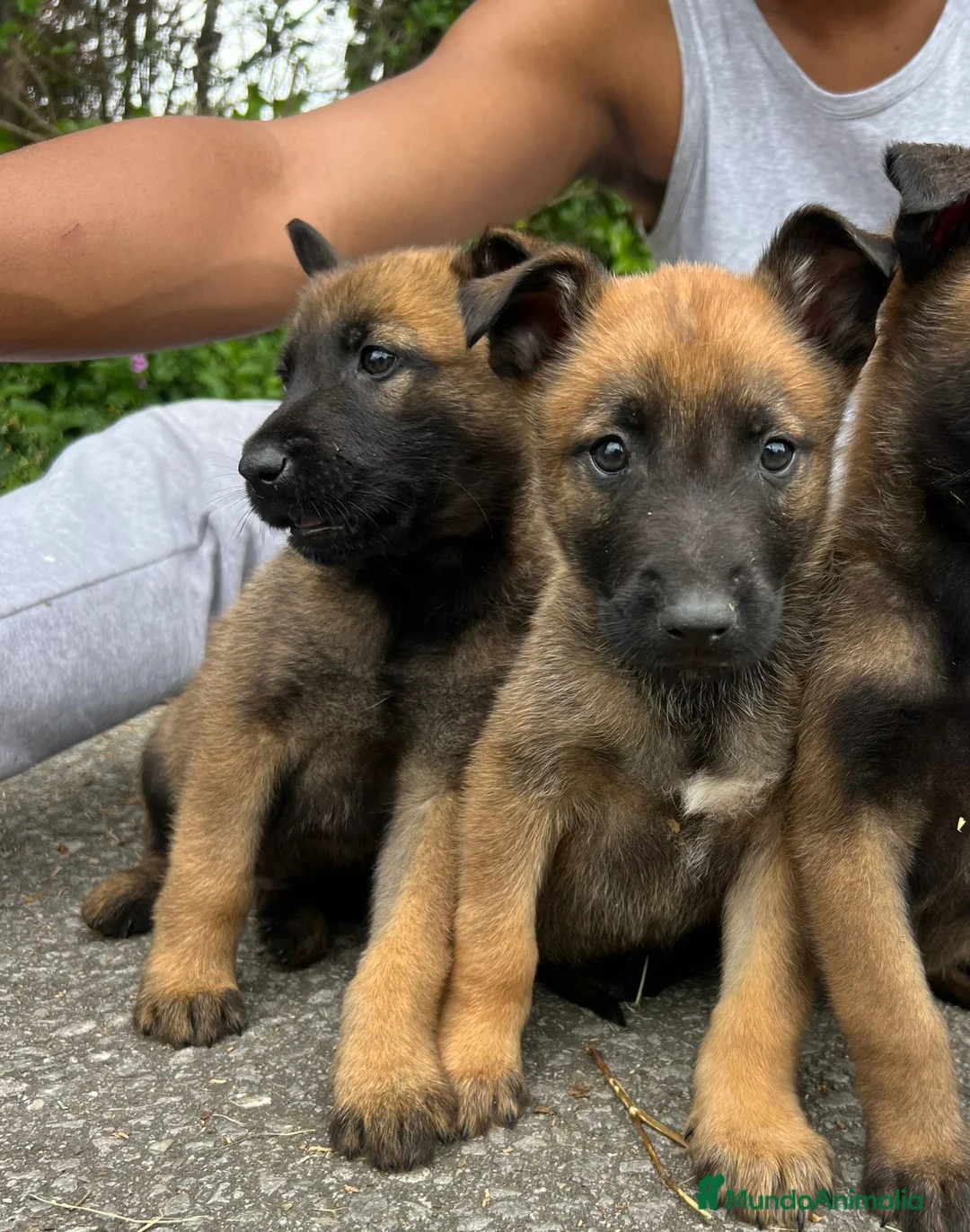 Pastor Belga Malinois perros en venta: Pastor belga malinois  - Anuncio 10