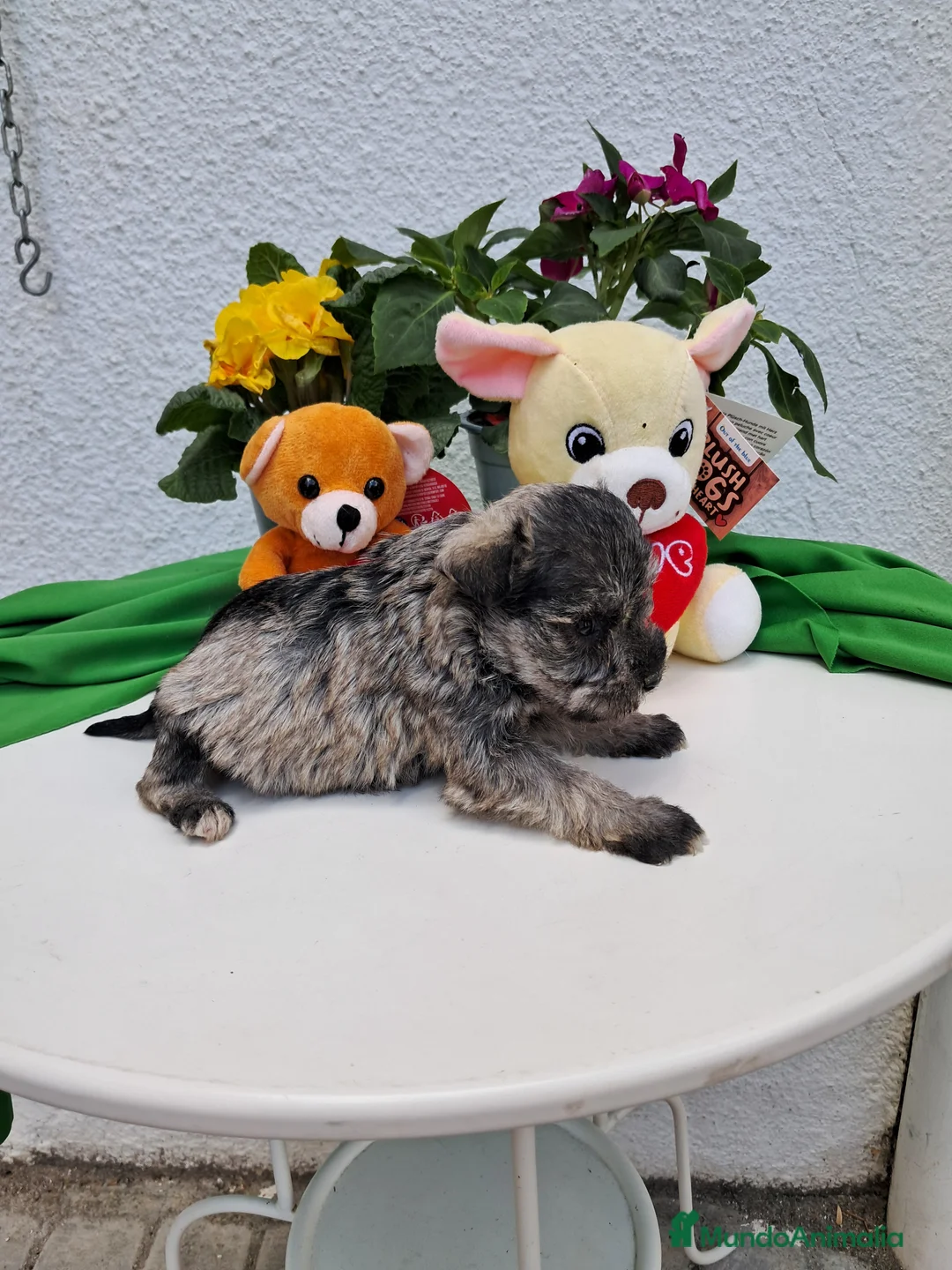 Schnauzer Mediano perros en venta: Camada schnaucer - Anuncio 2
