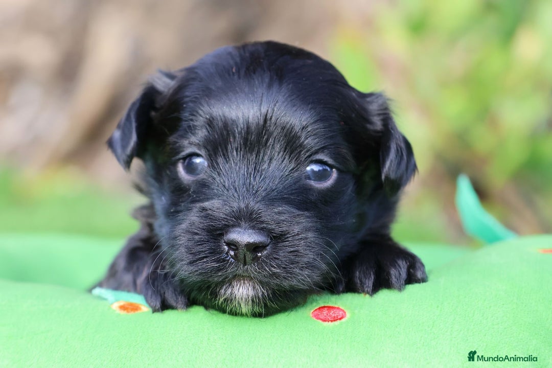 Bichón Habanero perros en venta: Camada de los Reyes Magos - Anuncio 23