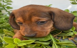 Teckel Miniatura perros en venta: Cachorros Teckel miniatura criadero Valencia en Valencia - Imagen 5