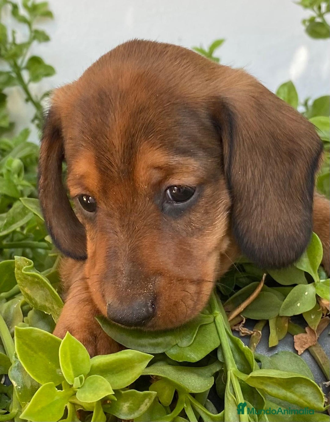 Teckel Miniatura perros en venta: Cachorros Teckel miniatura criadero Valencia en Valencia - Imagen 5