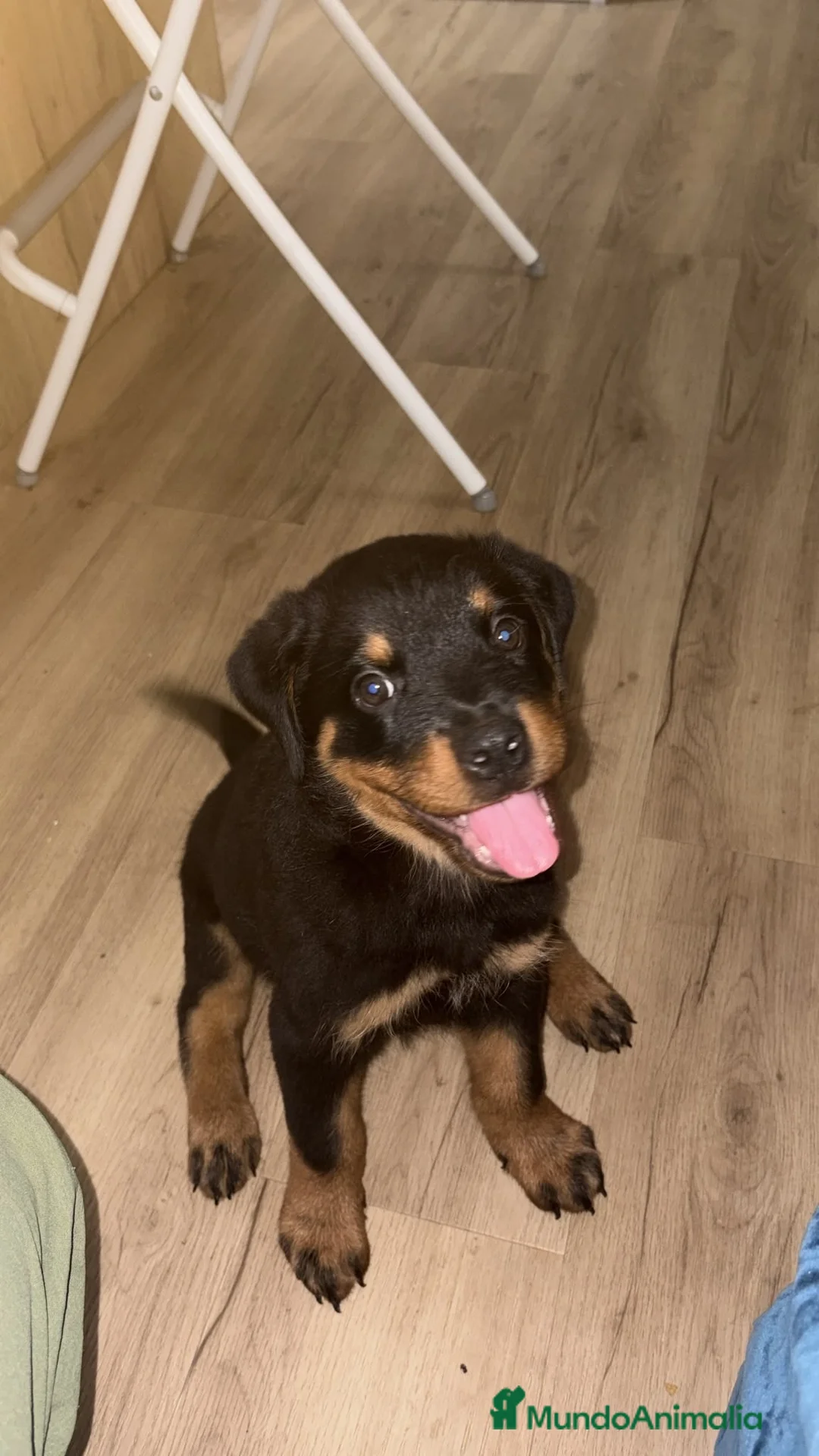 Rottweiler perros en venta: Rottweiler hembra🐾 - Anuncio 2