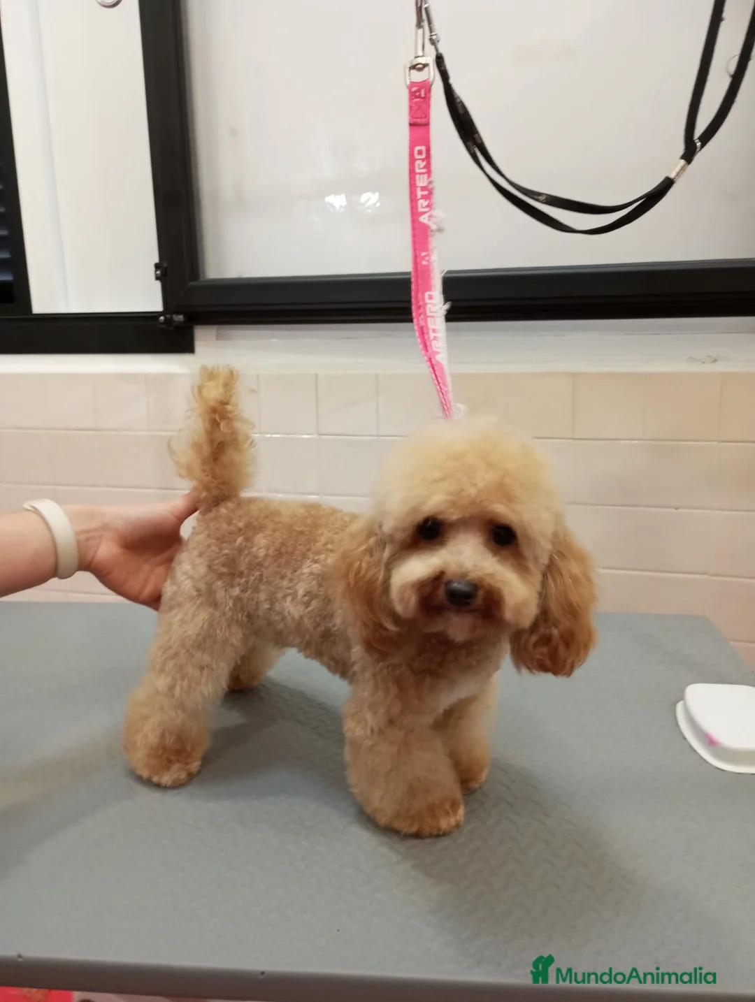 Caniche Toy perros en venta: Caniche toy  - Anuncio 2