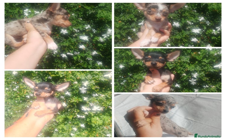 Chihuahua perros - Anuncio 15