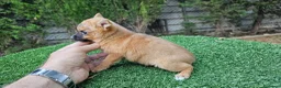 Raza Mixta perros en venta: Preciosa hembra de Ponchyss - Anuncio 4