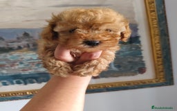 Caniche Toy perros en venta: Caniche toy macho rojo  - Imagen 5