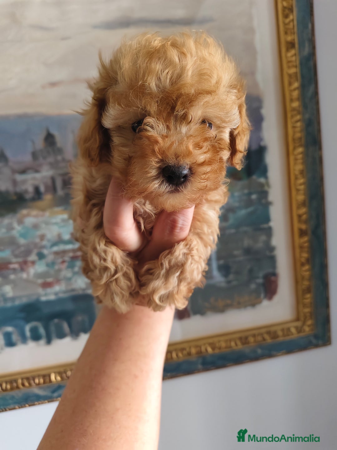 Caniche Toy perros en venta: Caniche toy macho rojo  - Imagen 5