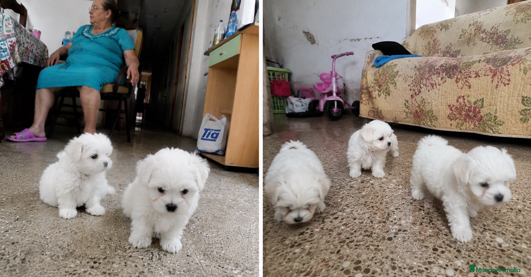Bichón Maltés perros BICHON MALTES - TARRAGONA  - Anuncio 5