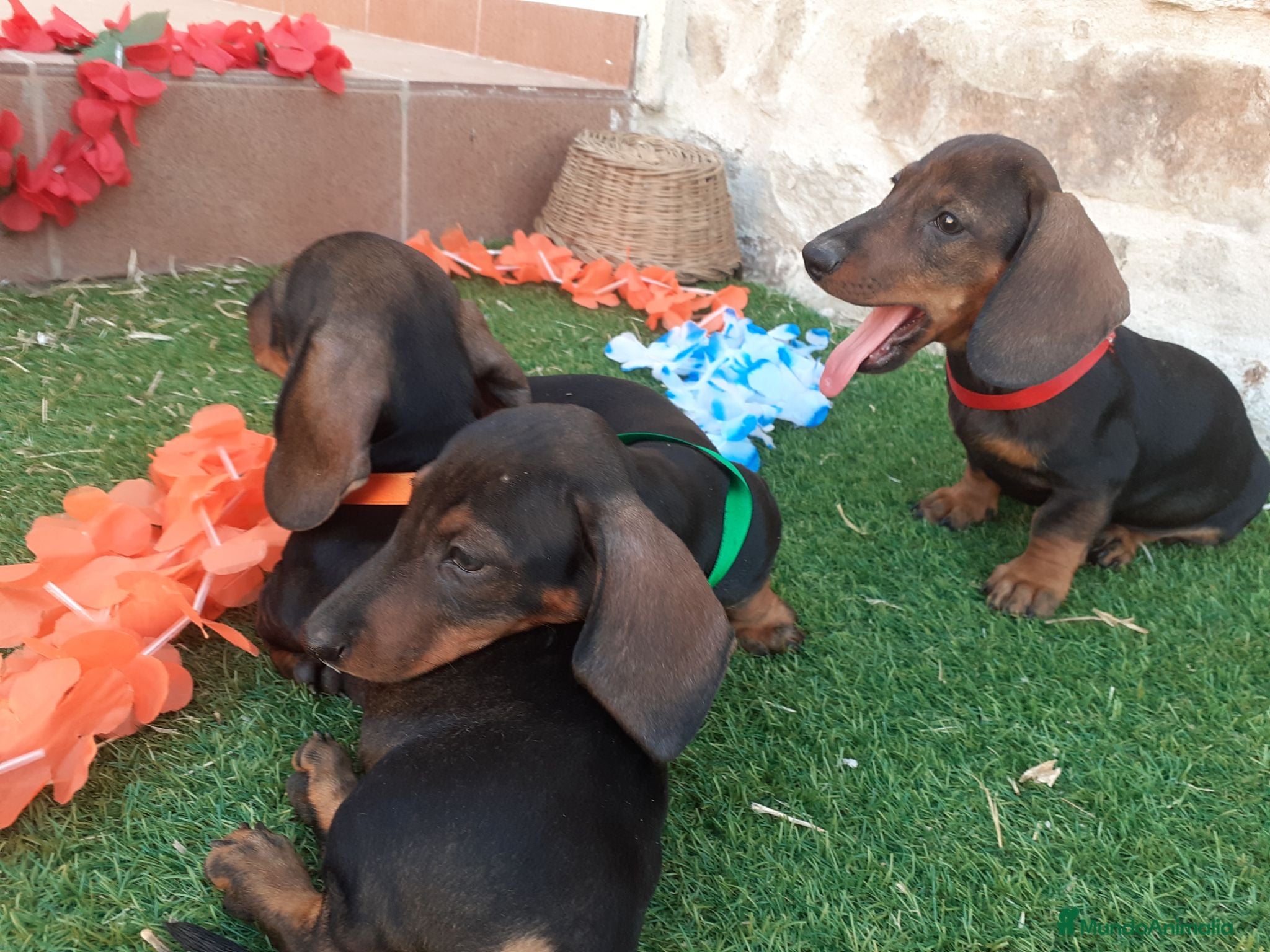 Teckel perros Preciosidad de Teckel.  - Anuncio 1