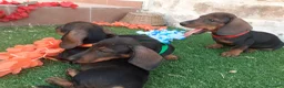 Teckel perros en venta: Preciosidad de Teckel.  en Cáceres - Anuncio 1