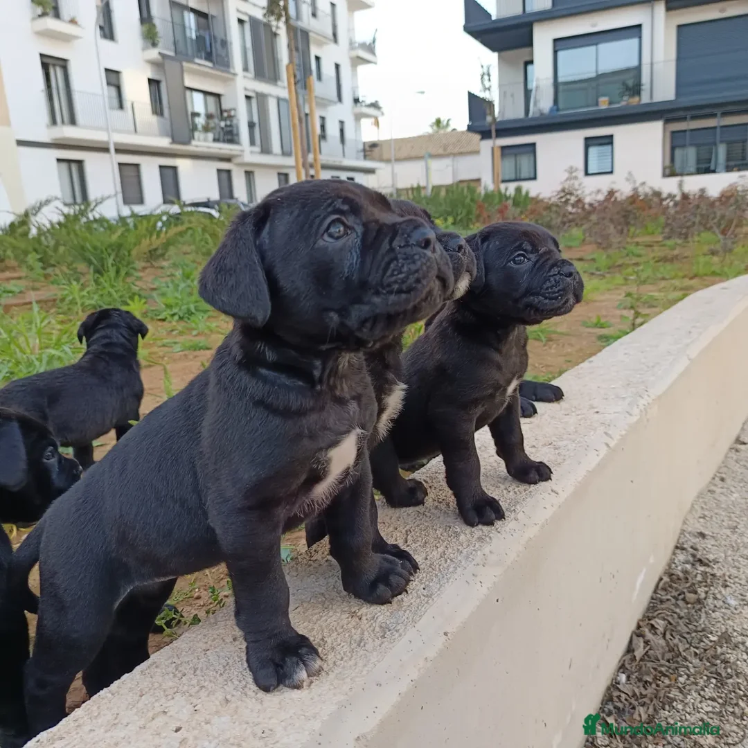 Imagen de galería {{count}}