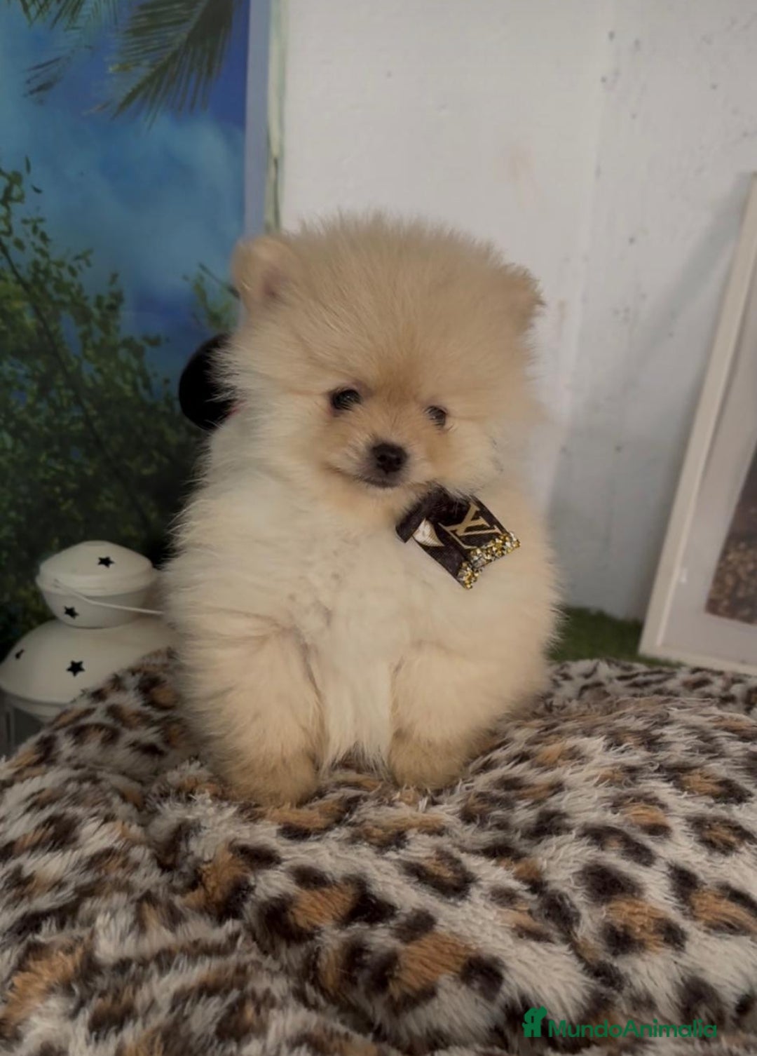 Pomerania perros Pomerania micro toy - Anuncio 1