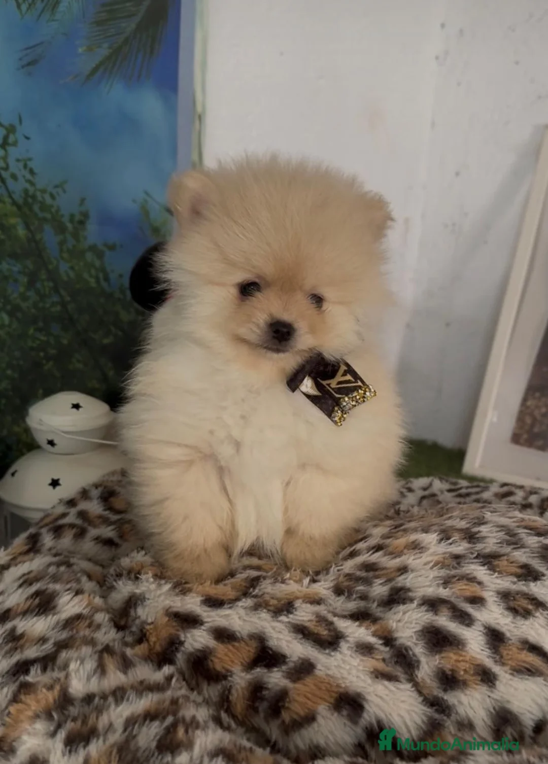 Pomerania perros en venta: Pomerania micro toy - Anuncio 1