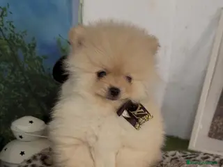 Pomerania perros Pomerania micro toy - Anuncio 1