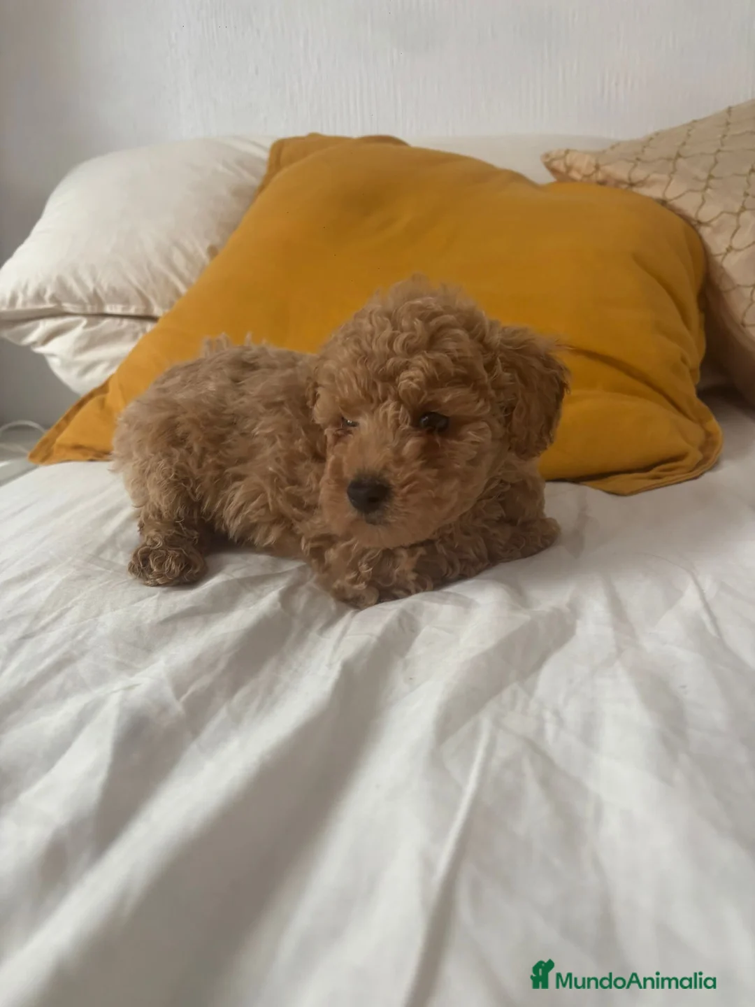 Caniche Toy perros en venta: Caniche toy  - Anuncio 3