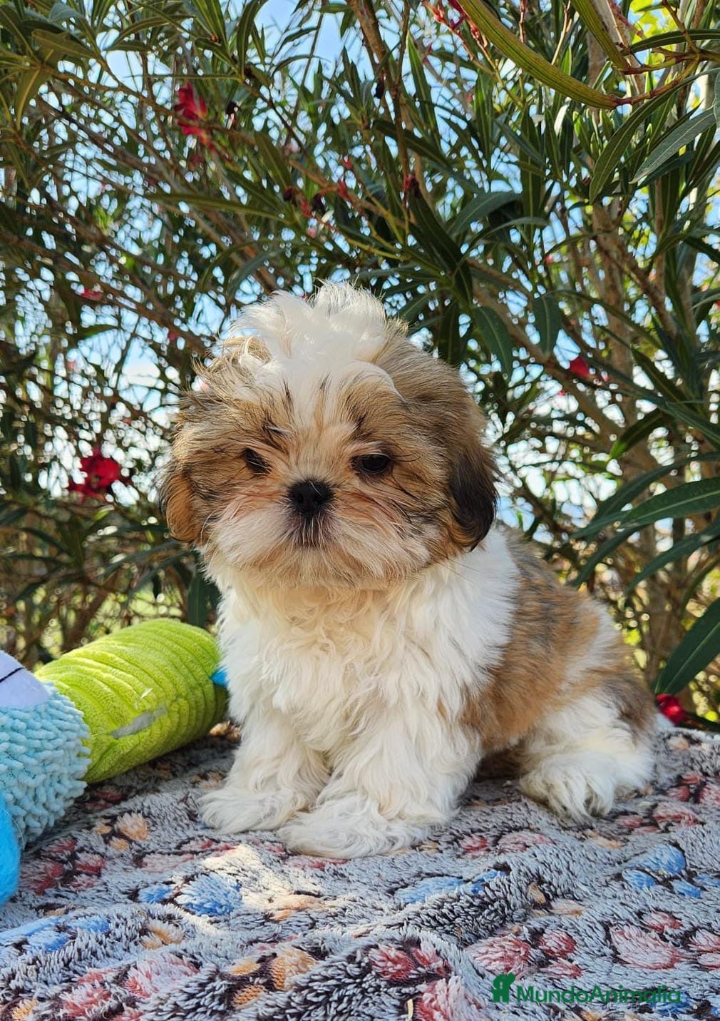 Shih Tzu perros SHIH TZU - Anuncio 5