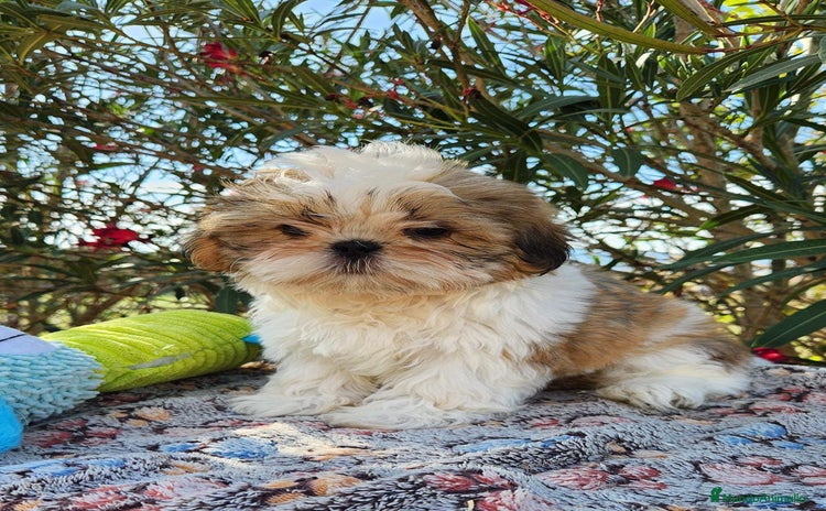 Shih Tzu perros - Anuncio 4