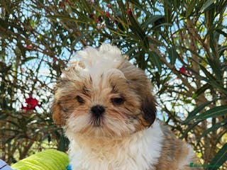 Shih Tzu perros SHIH TZU - Anuncio 11