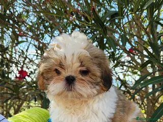 Shih Tzu perros SHIH TZU - Anuncio 30
