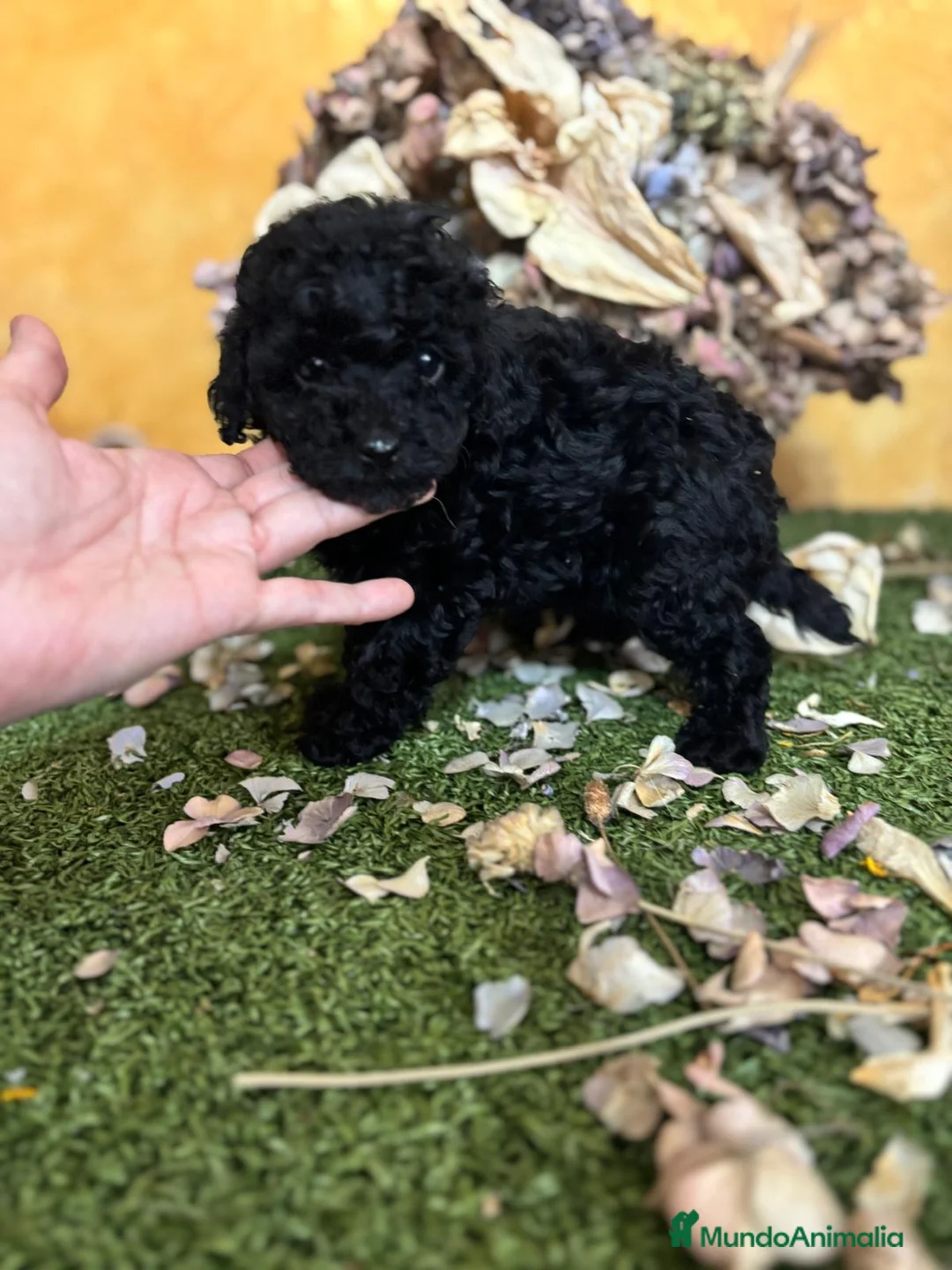 Caniche Toy perros en venta: Caniche Toy en color negro hembra!! - Anuncio 1