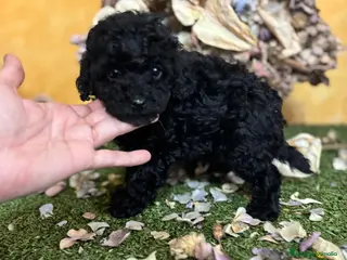 Caniche Toy perros Caniche Toy en color negro hembra!! - Anuncio 3