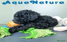 Caniche Enano perros en venta: Caniche Macho CJMM 4807 AQUANATURA - Imagen 8