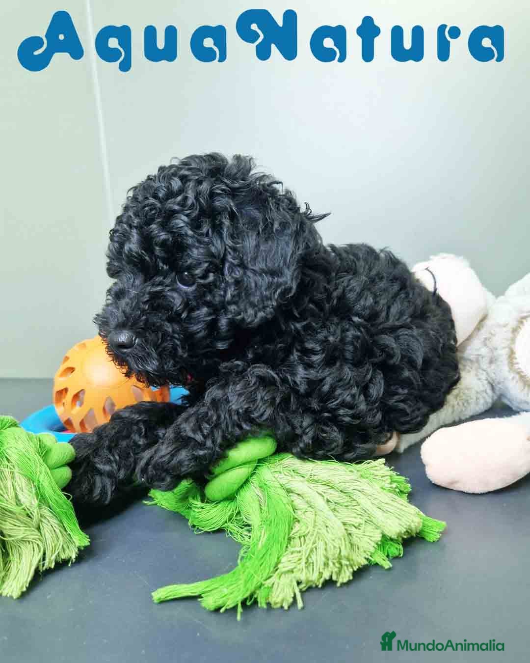 Caniche Enano perros en venta: Caniche Macho CJMM 4807 AQUANATURA - Imagen 8