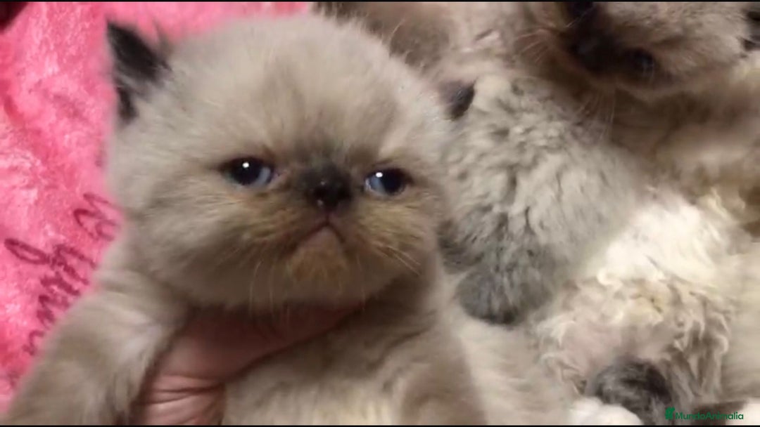 Persa gatos en venta: Persas himalayos y exoticos - Imagen 4