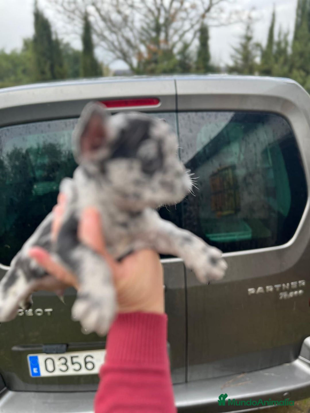 Bulldog Francés perros en venta: Espectacular macho de Bulldog Frances merle - Anuncio 11