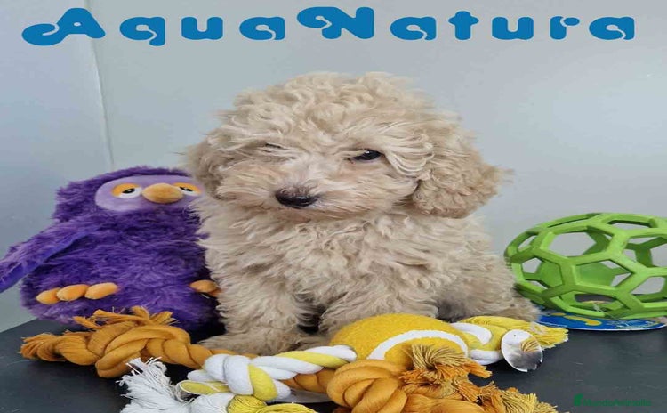 Caniche Toy perros - Anuncio 4