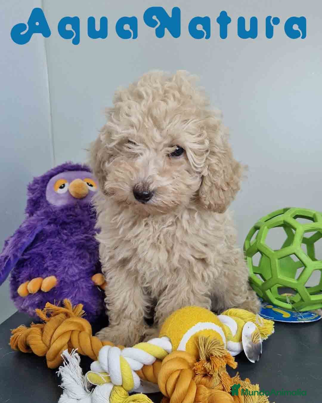 Caniche Toy perros en venta: Caniche Hembra 1746 AQUANATURA - Imagen 1