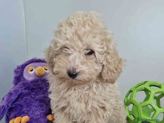 Caniche Toy perros Caniche Hembra 1746 AQUANATURA - Anuncio 13