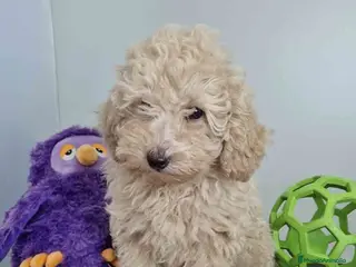 Caniche Toy perros Caniche Hembra 1746 AQUANATURA - Anuncio 28