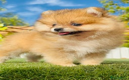 Pomerania perros en venta: POMERANIA MACHO - Imagen 21