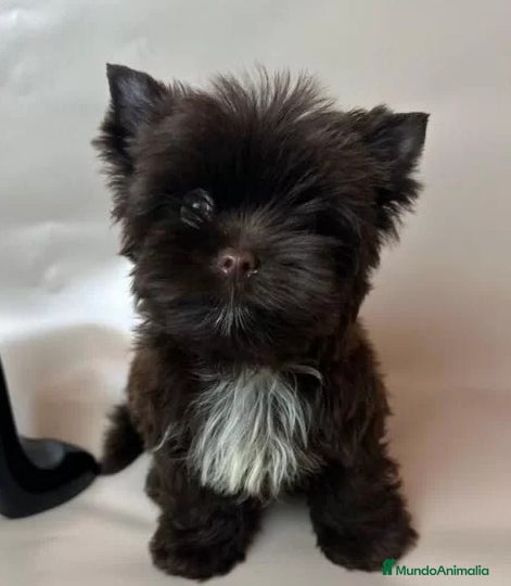 Yorkshire Terrier perros Cachorro  Yorkshire Chocolate Pedigree Toy - Anuncio 5