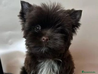 Yorkshire Terrier perros Cachorro Yorkshire Chocolate Pedigree Toy - Anuncio 3