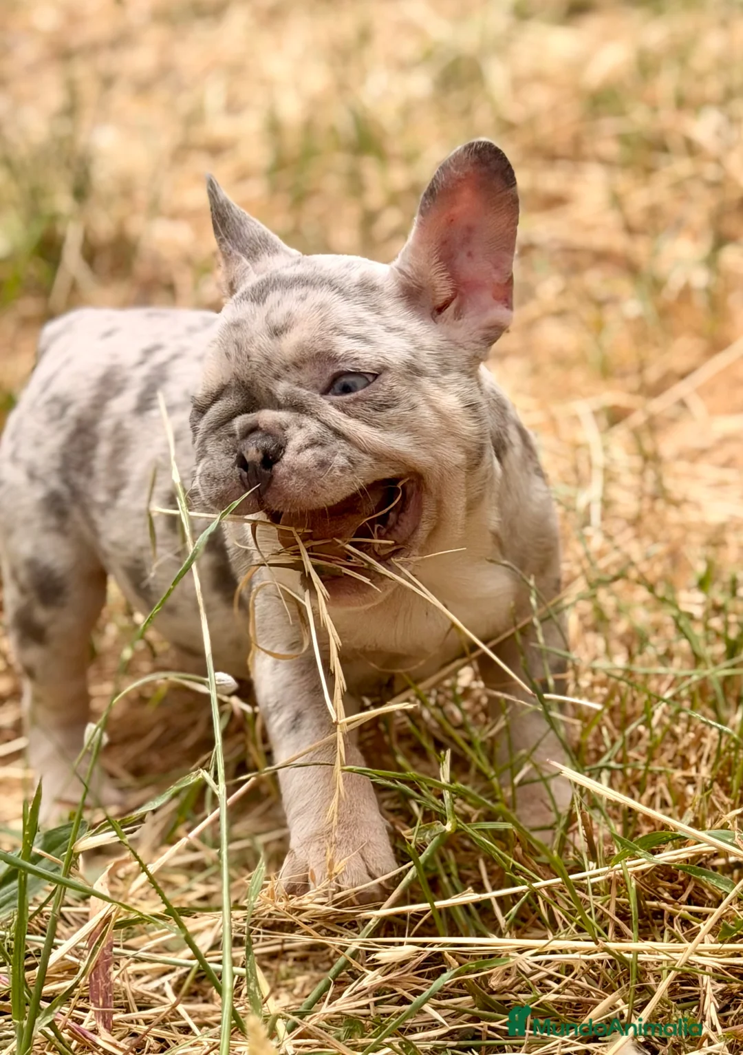 Bulldog Francés perros en venta: BULLDOG FRANCÉS HEMBRA EXÓTICA DISPONIBLE - Anuncio 1