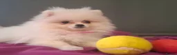 Pomerania perros en venta: POMERANIA - Anuncio 7