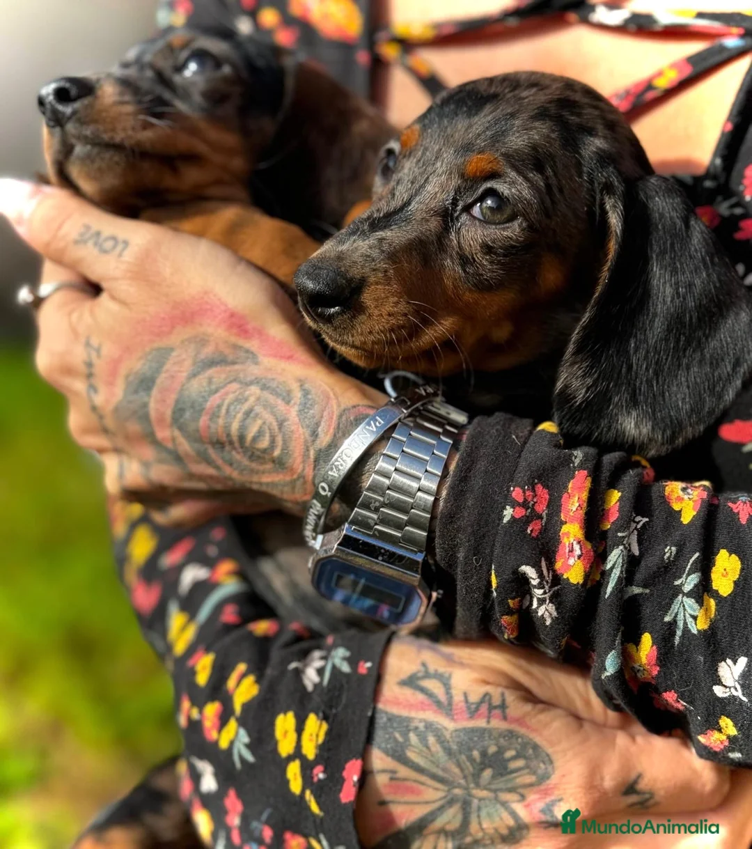 Teckel Miniatura perros en venta: Teckel micro en Illes Balears - Anuncio 8