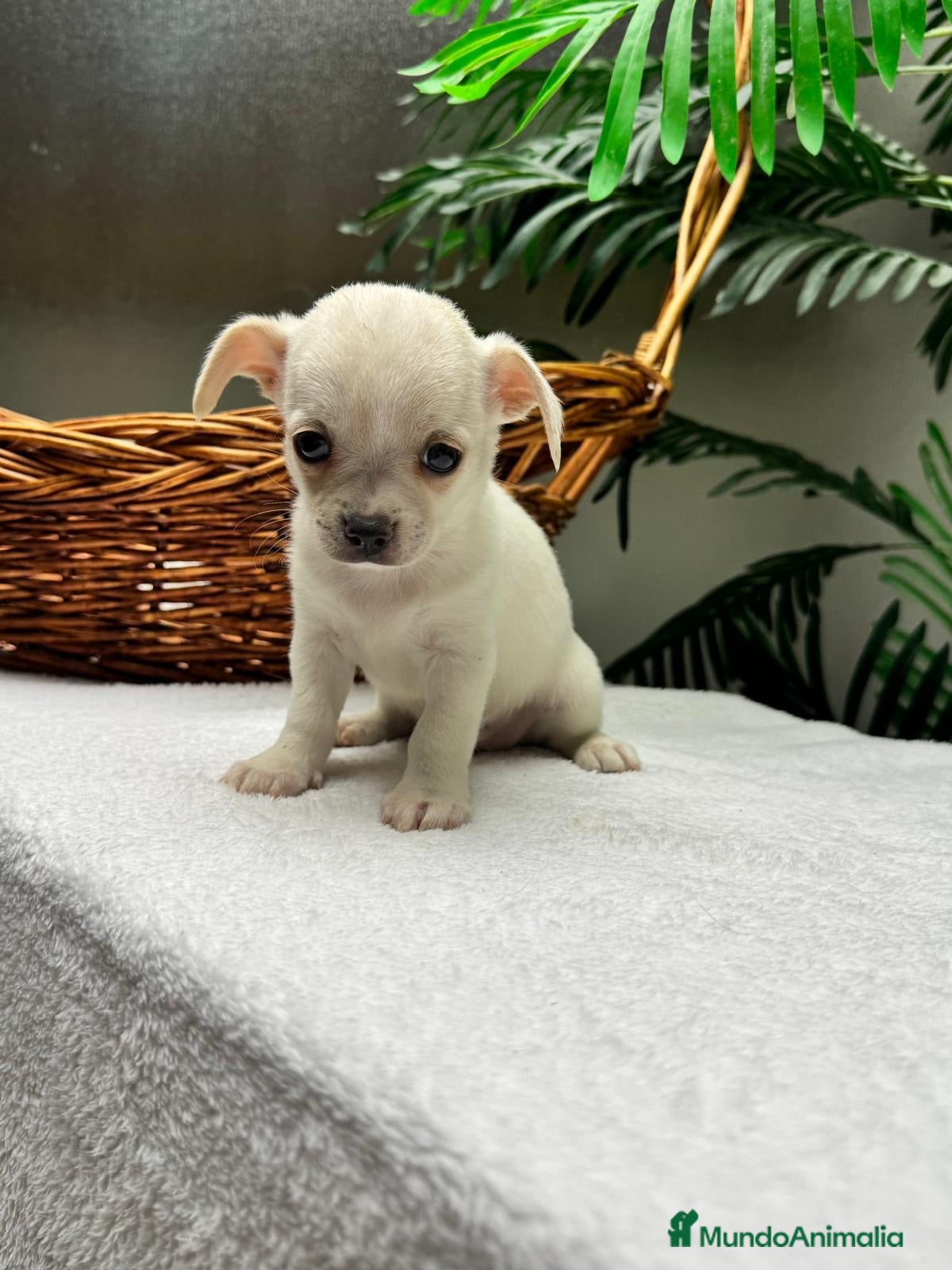 Chihuahua perros CHIHUAHUA-MACHO - Anuncio 2