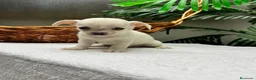 Chihuahua perros en venta: CHIHUAHUA-MACHO - Anuncio 1